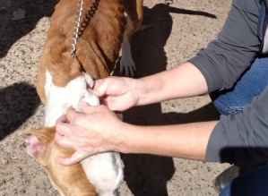  Cachorra da raça Pitbull em estado de desnutrição é resgatada pela Polícia Civil