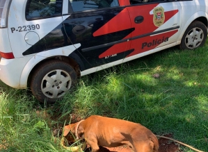 Maus-Tratos a Animais: Polícia Civil resgata cão na região da represa de Avaré