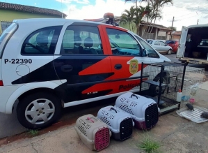 Polícia Civil resgata 17 animais e prende responsável por maus-tratos em Avaré