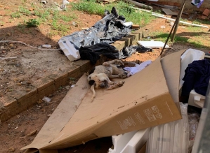 Cachorro em situação de abandono é resgatado e tutor preso pela Polícia Civil em Avaré