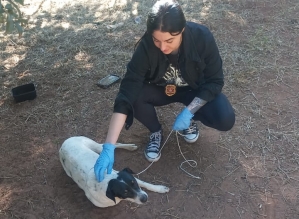 Força-tarefa retira cães de chácara em Avaré em desdobramento de operação