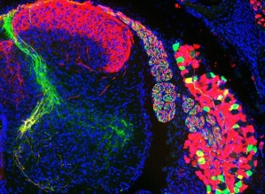 Cientistas começam a desvendar o “sexto sentido”; entenda