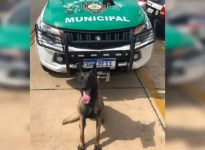 Cão farejador encontra drogas escondidas em entulho no interior de SP