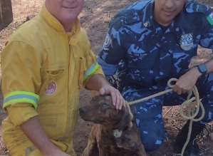 Cachorro é resgatado por bombeiros após cair de barranco de 12 metros em São Manuel