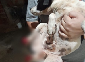 Tutora encontra cachorro com patas decepadas no interior de SP; animal precisou ser sacrificado