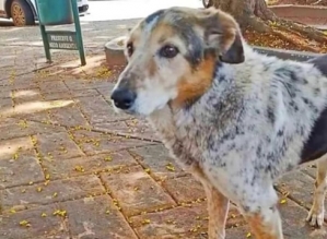 Fiel até na morte, cachorro guarda túmulo do dono há 7 anos em Capão Bonito