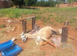 Cavalo em situação de maus tratos é resgatado em Cerqueira César