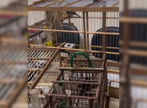 Pai é preso por crime ambiental enquanto polícia buscava filho foragido da justiça 