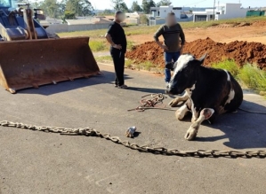  Vaca e bezerro são resgatados após caírem em bueiro em Avaré; filhote não resistiu