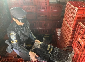 Polícia Rodoviária prende motorista com quase 1 tonelada de maconha na Raposo Tavares 