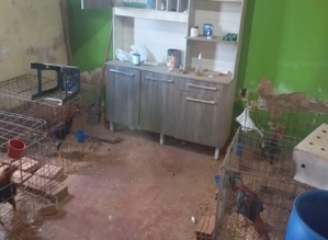 Polícia Militar Ambiental desarticula rinha de galos e prende sete em operação em Avaré