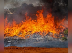 Incêndio de grandes proporções atinge área de mata em Avaré