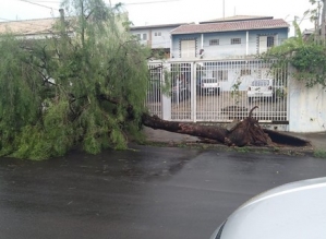 Tempestade derruba árvores e causa estragos em Botucatu