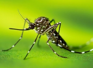 Botucatu decreta estado de emergência contra dengue após casos aumentarem 10.000%