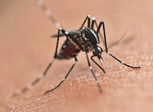 Manduri confirma primeira morte por dengue em 2024
