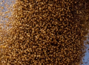 Produtores dos EUA cobram Trump para aliviar tarifas após China trocar soja americana pela brasileira