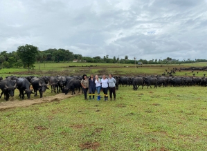 Zootecnia e Veterinária Eduvale apoiam o caso das búfalas de Brotas