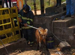 Lobo-guará cai em fosso e é resgatado por bombeiros em Cerqueira César