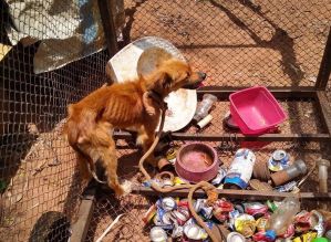 Guarda Municipal resgata cães acorrentados e sem alimento em São Manuel; dono foi preso