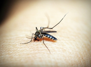 Dengue avança no estado de SP