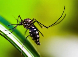 Em 3 meses Avaré registrou mais de 500 casos de dengue; veja os números