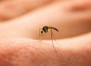 Dengue: 2024 já é o ano mais letal da história da doença no Brasil