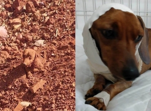 Cachorro que foi enterrado vivo 'perde' orelha para cirurgia de reconstrução do pescoço: 'Guerreiro'