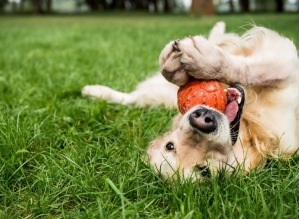 A importância do pet gastar energia. Confira as dicas!