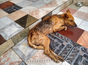 Cachorro é sacrificado após polícia flagrar situação de maus-tratos no interior de SP