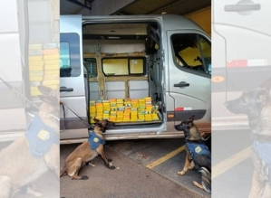 Cães da PRF encontram quase 100 quilos de cocaína em fundo falso de van na BR-153 em Ourinhos