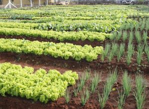 Avaré: Projeto da Secretaria da Agricultura alia capacitação e responsabilidade social