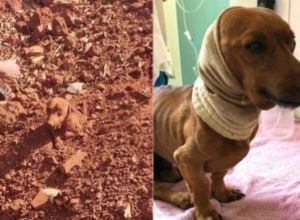 Mulher diz à polícia que marido enterrou cachorro vivo porque animal ficou ferido após briga