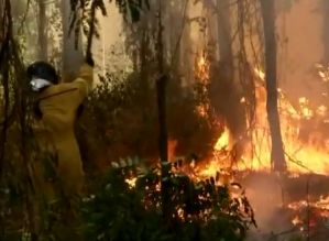 Incêndio atinge área de vegetação no Horto florestal de Avaré
