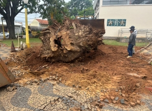 Prefeitura retira raízes de árvores caídas em praças de Avaré