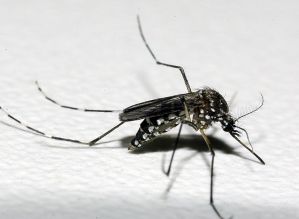 Pesquisa da USP detecta circulação de vírus do mayaro no interior paulista