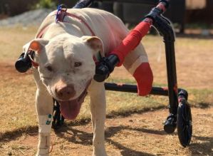Pitbull que teve patas decepadas ganha cadeira de rodas em Belo Horizonte