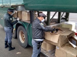Caixas abarrotadas com tijolos de maconha e skunk são encontradas em ônibus na rodovia Castello Bran