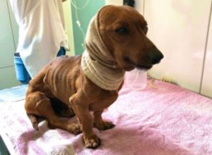 Cachorro que foi enterrado vivo passa por cirurgia de cinco horas para reconstrução do pescoço