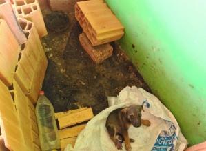 Homem é preso em flagrante por maus-tratos a cachorro