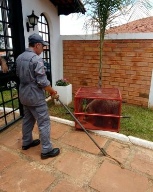 Bombeiros de Itaí resgatam Tamanduá Bandeira