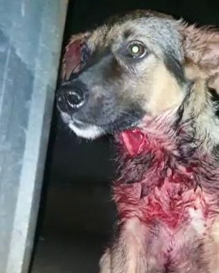Cão é resgatado por ONG após ser esfaqueado em Botucatu; dono foi preso