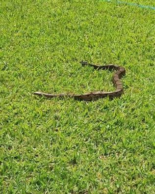 Jiboia é flagrada atravessando quintal de casa em Avaré
