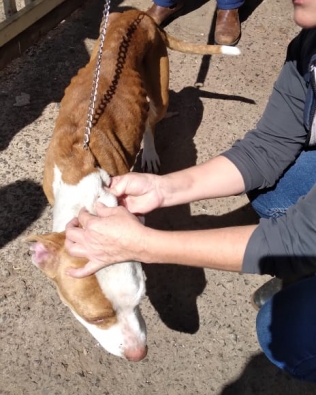  Cachorra da raça Pitbull em estado de desnutrição é resgatada pela Polícia Civil