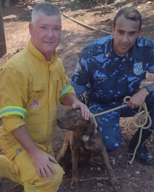Cachorro é resgatado por bombeiros após cair de barranco de 12 metros em São Manuel