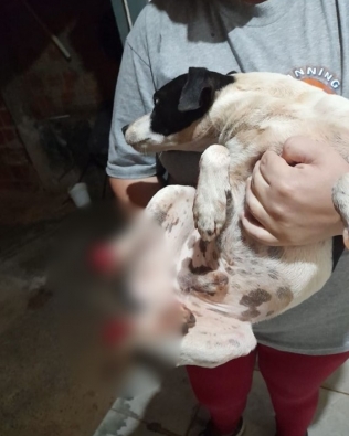 Tutora encontra cachorro com patas decepadas no interior de SP; animal precisou ser sacrificado