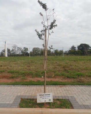 Espaço-Árvore estabelece critérios para plantio de espécies em calçadas