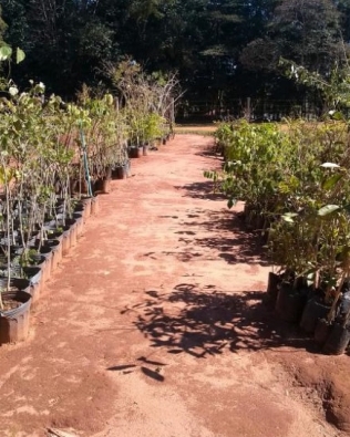 Meio Ambiente promove adequações no Viveiro Municipal