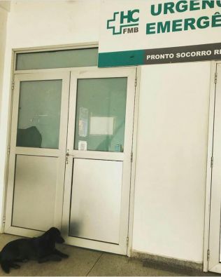 Cachorra espera “dono” por mais de 18 horas em frente ao PS do Hospital das Clínicas